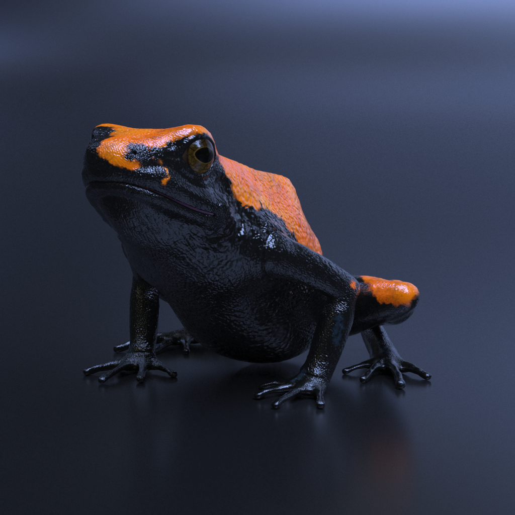 Splashback Poison Frog