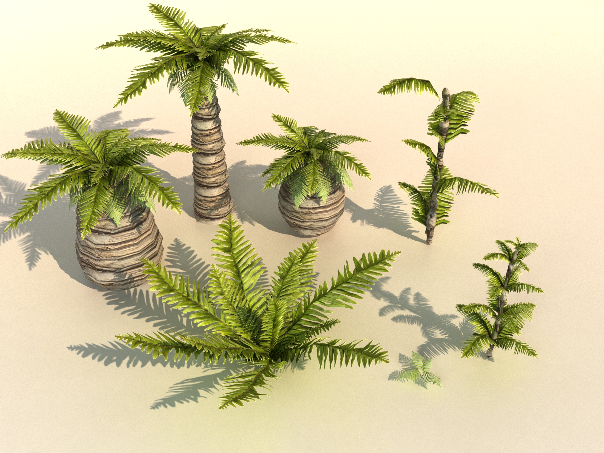 plant tropic Palm