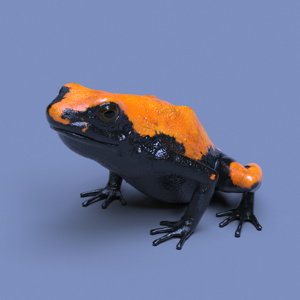 Splashback Poison Frog
