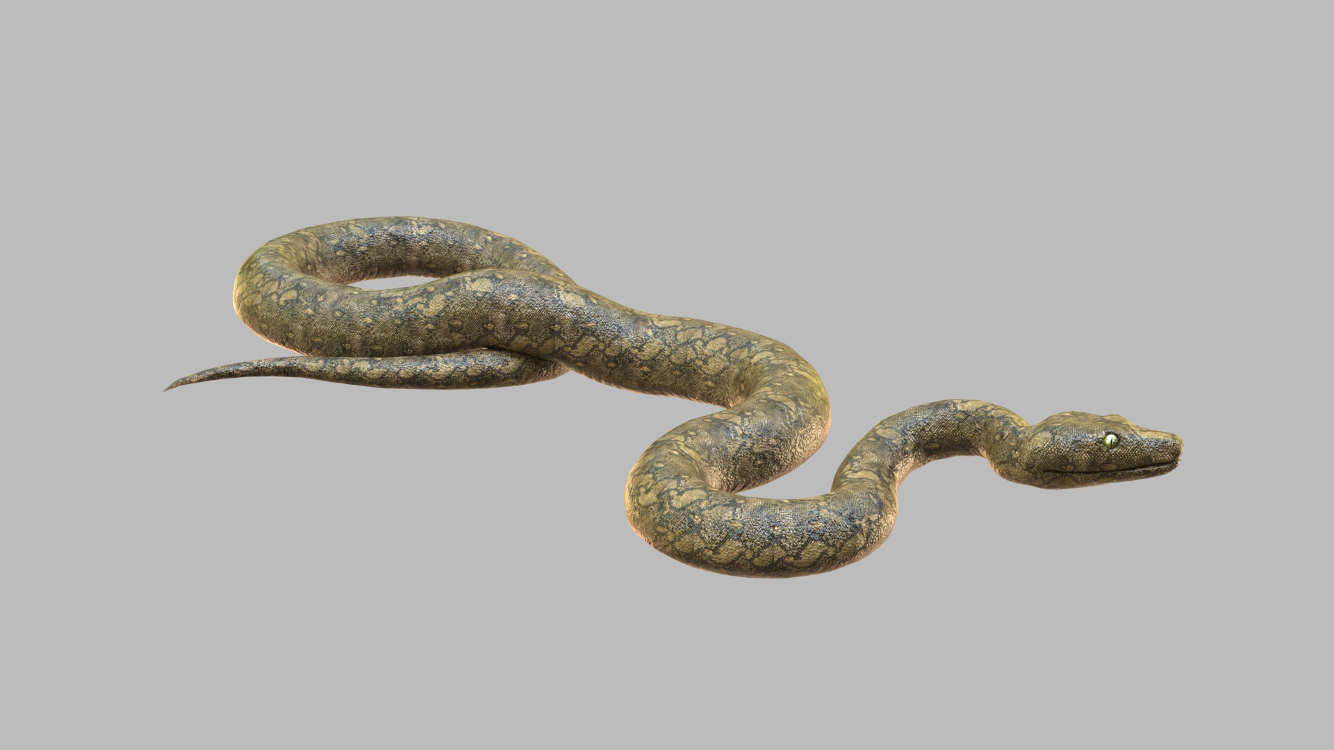 snake 3d model