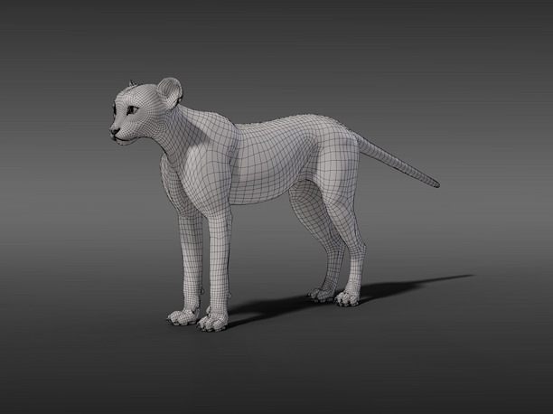 3D Young Cheetah Model