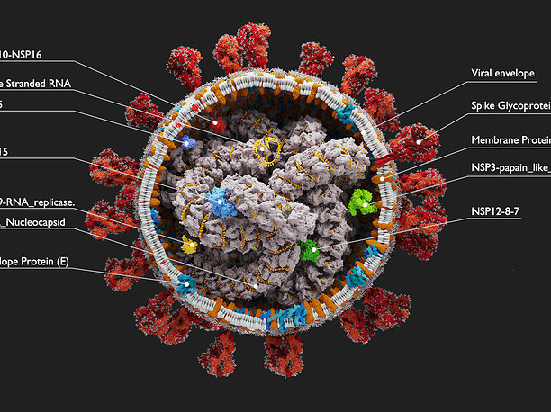 Corona Virus - scientifically accurate 3d model