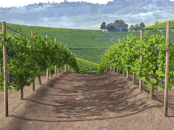 Wine Plant Vineyard Grapes fruits v3 3D model
