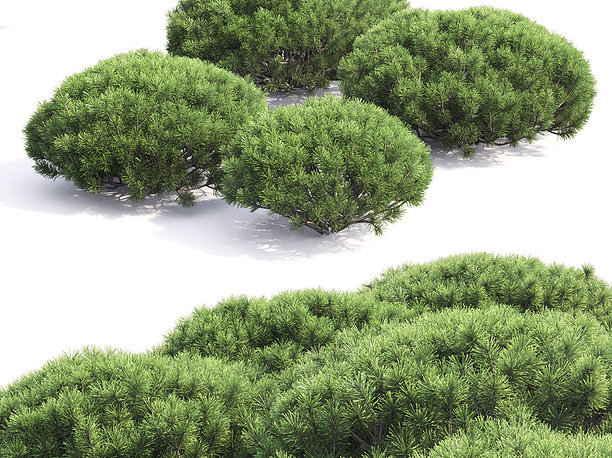 Pinus Mugo 04 3D