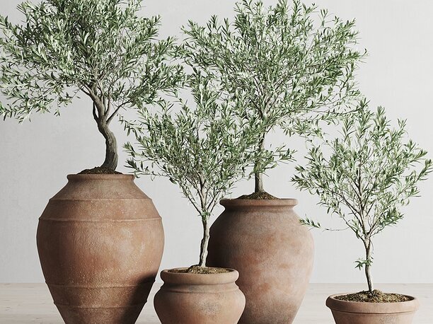 3D model Olive European In Antique Clay Vessels