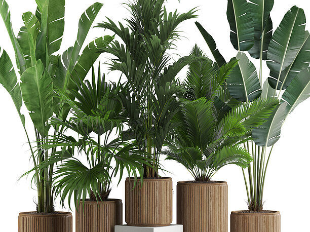 3D Plants collection 539