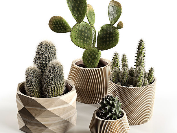 Cactus Collection 3D