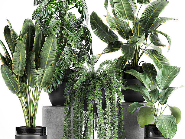 Houseplants in a black pot for the interior 710 3D