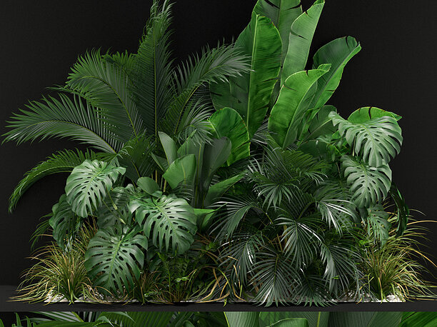 Plants collection 357 3D model