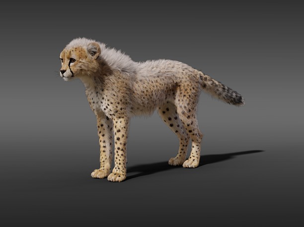 3D model wild Young Cheetah Fur