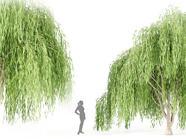 willow trees collection vol 40-Blender 3D model