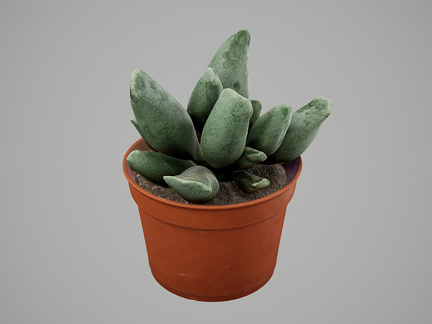3D asset Succulent Plant
