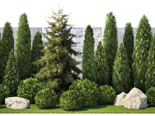 Garden with thuja cypress pine and topiary plant 3D model