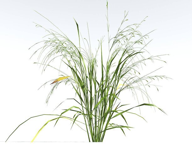 EVERYPlant Cheatgrass LowPoly 4 --18 Models-- 3D asset