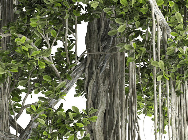Ficus Bonsai decoration tree 3D
