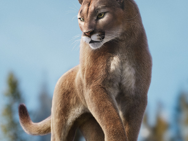 Puma Animated 3D