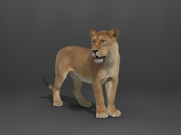 3D model Female Lion Rigged VFX Grace