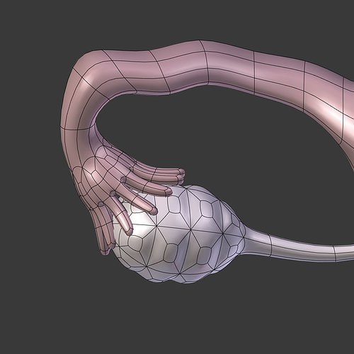 reproductive-system-female-3d-model-low-